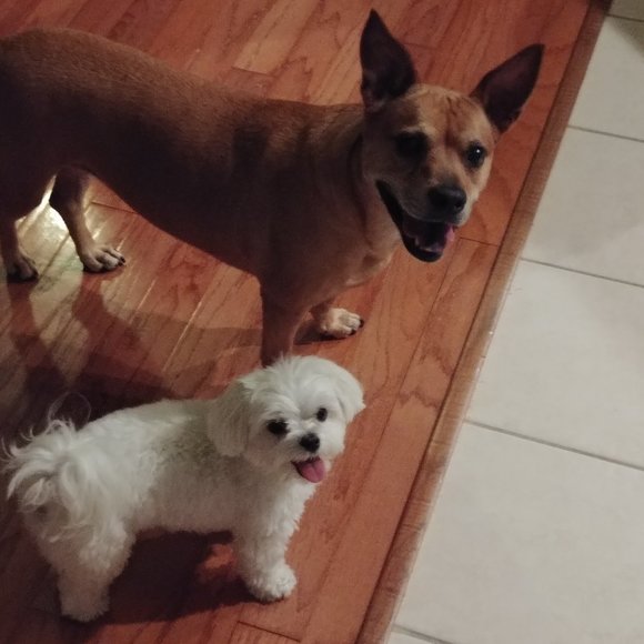 Meet your Posher, Sandy - Picture 3 of 3